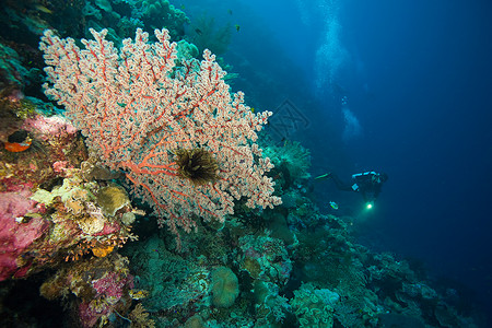 珊瑚礁潜水员背景图片
