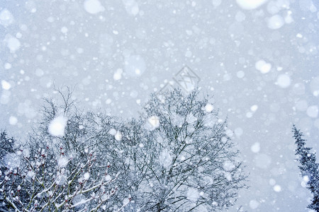 被雪覆盖的树背景图片