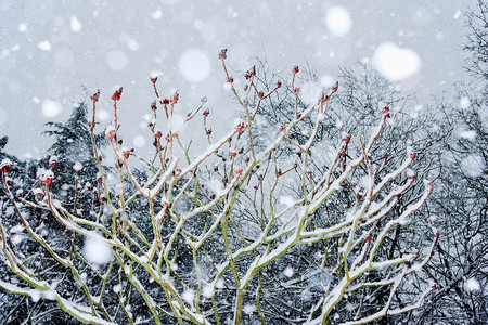 被雪覆盖的树背景图片