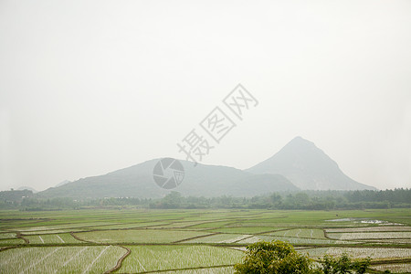 中国广西阳朔稻田背景图片