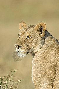母狮的肖像野生的高清图片素材