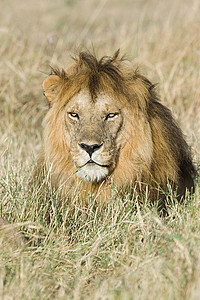 草丛中的狮子野生的高清图片素材