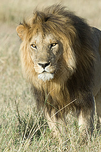 草丛中的狮子白天高清图片素材