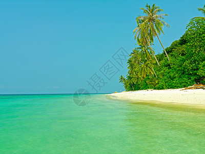 生长在热带海滩上的棕榈树图片