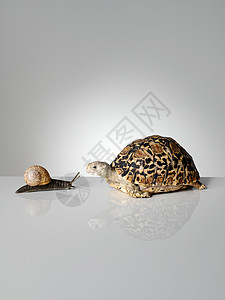 蜗牛和乌龟图片