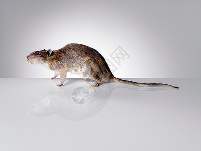 溜冰的老鼠老鼠背景