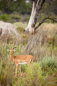 非洲博茨瓦纳黑斑羚动物角高清图片素材