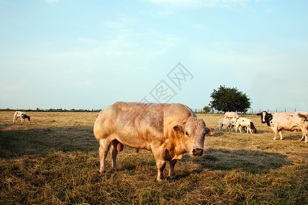 牧场上的公牛图片