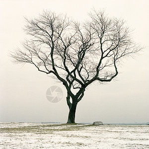 白雪皑皑的枯树图片
