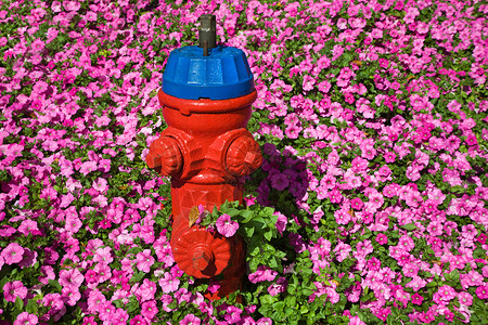 粉色花朵中的消防栓图片