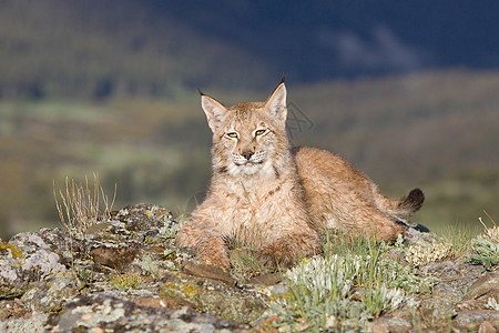 欧洲山猫自然高清图片素材