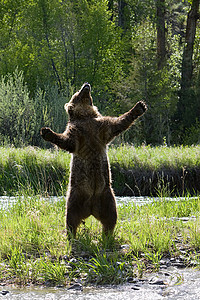 灰熊站起来沼泽高清图片素材