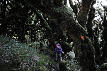 新西兰塔拉拉山脊森林中的女徒步旅行者图片