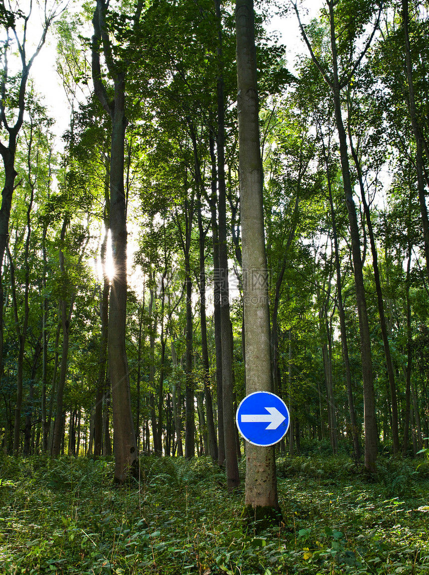 树林中树上的路标图片