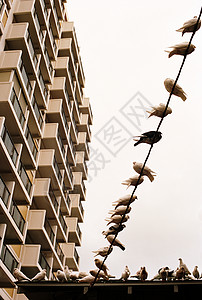 鸟栖息在电线和阳台上图片