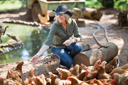 妇女在农场养鸡背景