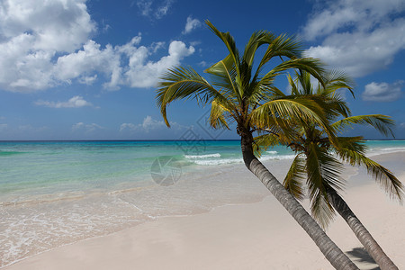 海滩上的棕榈树高清图片