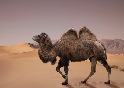 沙漠中行走的双峰驼自然高清图片素材