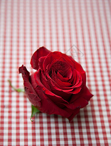 格子桌布上的红玫瑰图片