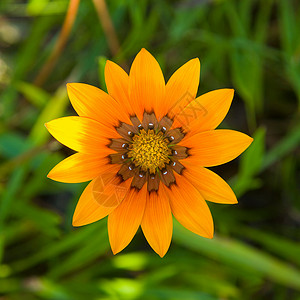 橙色花，绿色背景图片
