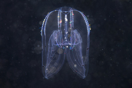 阿斯特里纳海洋生物背景