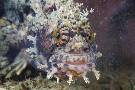 海洋生物阿斯特里纳高清图片