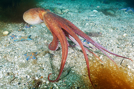 海洋生物阿斯特里纳高清图片