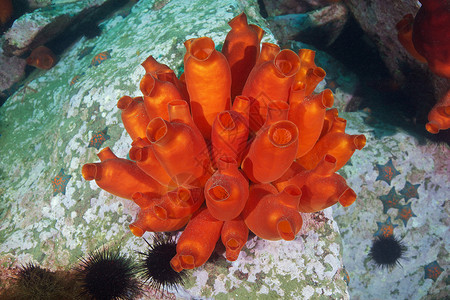 海底生物阿斯特里纳高清图片