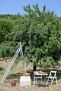 果园里的野餐桌和梯子图片