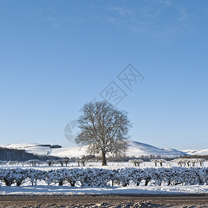 苏格兰贝里克郡雪景上的树图片