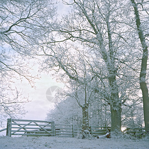 积雪覆盖的田园和树木图片