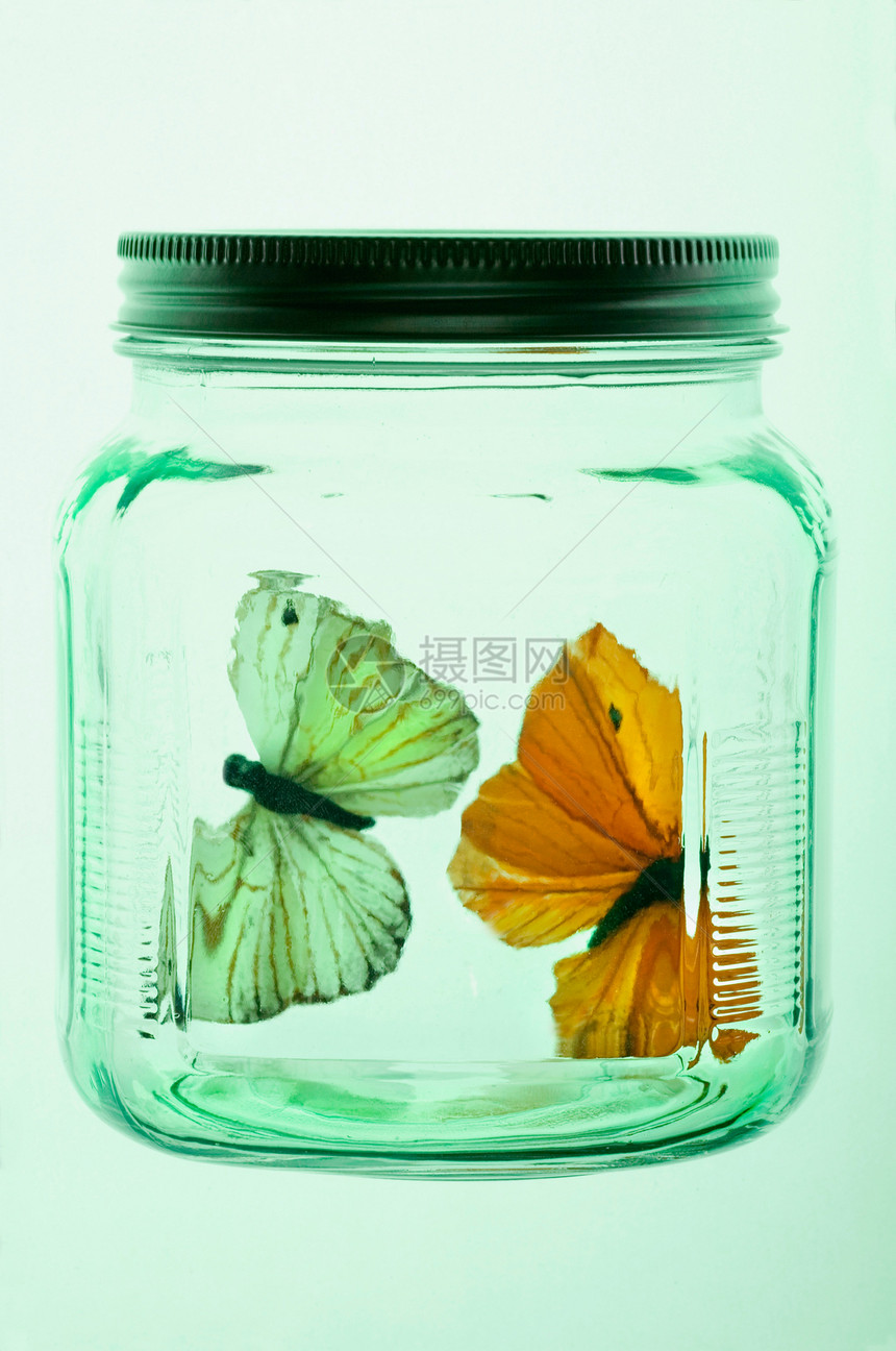玻璃缸里的两只蝴蝶图片