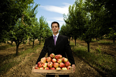 在果园里搬着一箱苹果的人图片