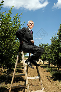 坐在果园梯子上的人高清图片