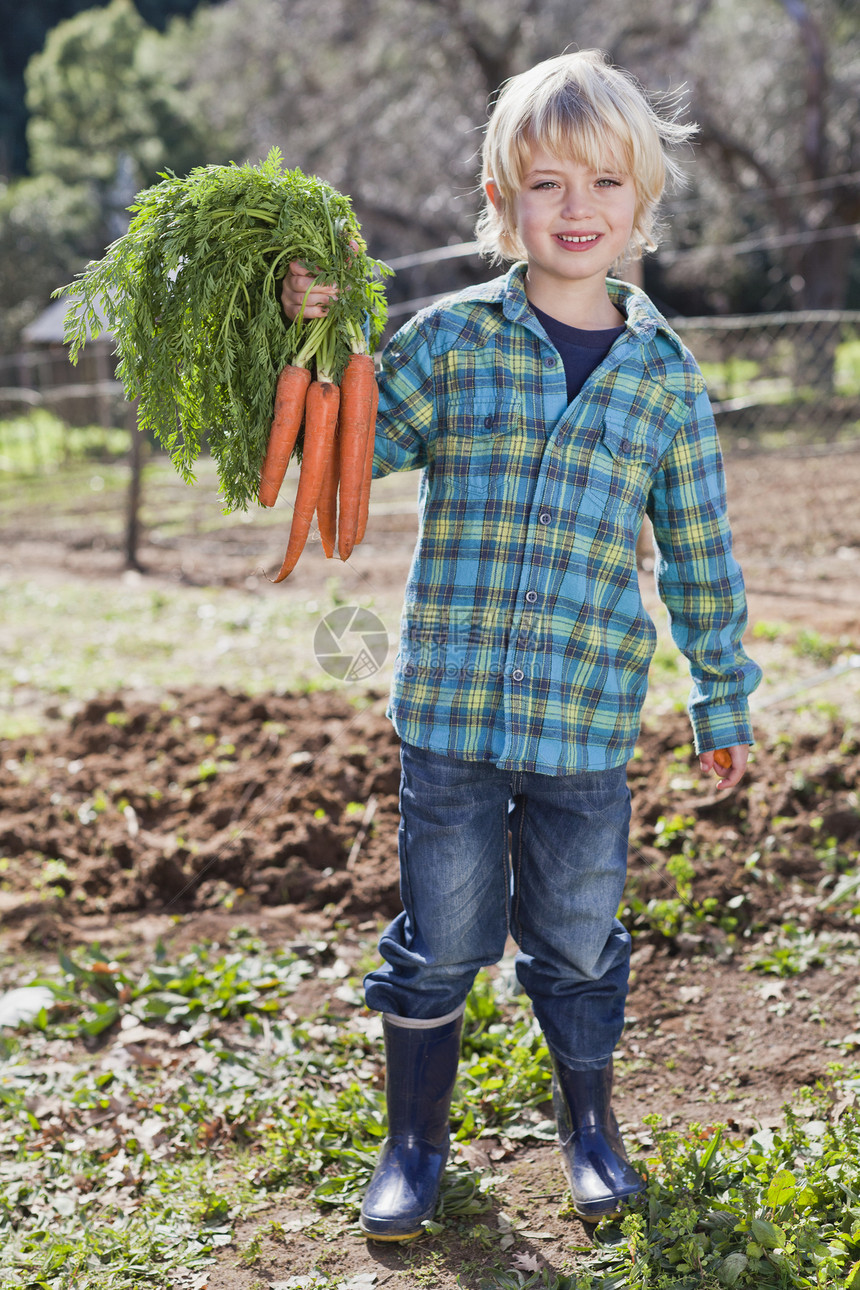 男孩在花园里采摘一束胡萝卜图片