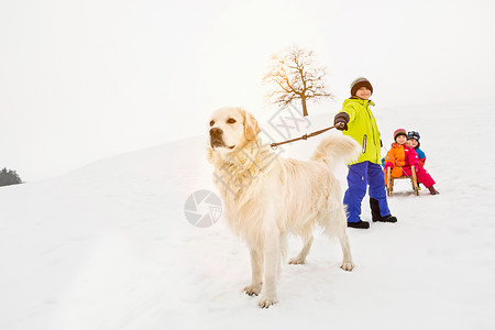 男孩拉扯雪橇男孩拉着狗在雪中玩背景