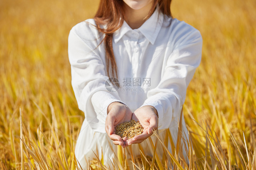 年轻美女手捧稻谷图片