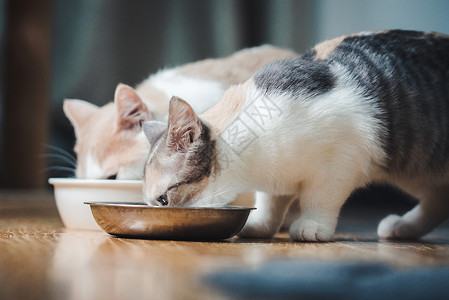 宠物猫咪萌宠小猫吃高清图片