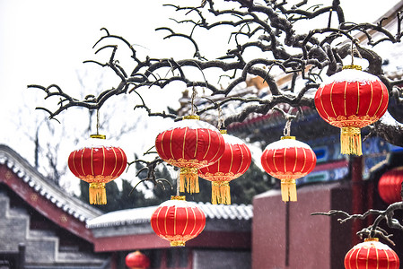 树上的雪花北京故宫红灯笼之雪背景