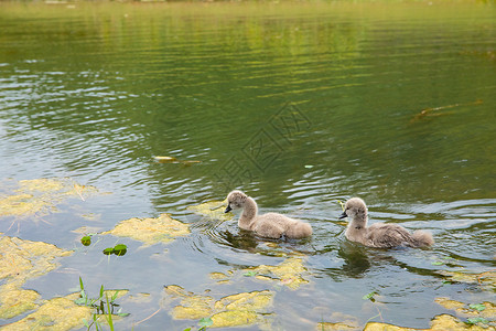 湖面上的丑小鸭图片