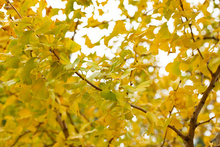秋季银杏树叶图片