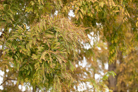 秋季植物水杉树叶图片