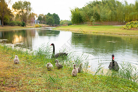 湖水边的丑小鸭和黑天鹅高清图片