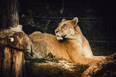 狮子野兽动物高清图片