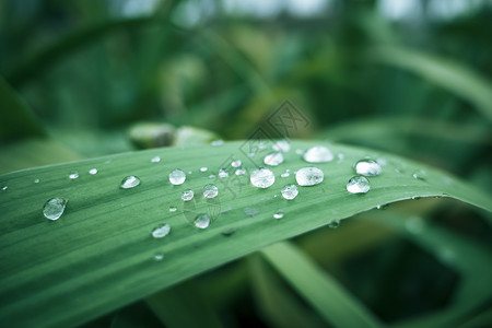 有氧环保背景绿叶上的水珠背景