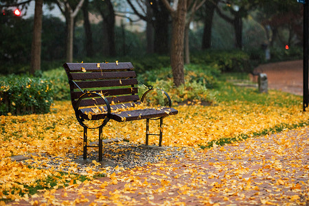落葉秋季下雨天公园里的长凳银杏落叶背景