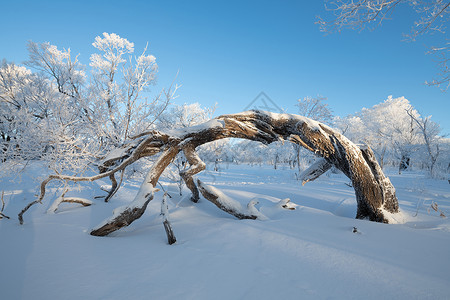 老树干吉林龙湾群国家森林公园冰天雪地雾凇风光背景