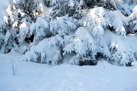 吉林长白山雪岭国家森林公园雪地上的紫貂图片