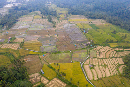 印尼巴厘岛风景印尼巴厘岛梯田航拍背景