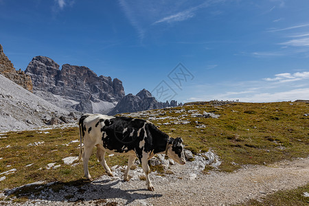 欧洲意大利阿尔卑斯山区天然牧场奶牛图片